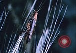 Image of Grasshoppers feeding on crops United States USA, 1951, second 54 stock footage video 65675081012