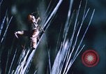 Image of Grasshoppers feeding on crops United States USA, 1951, second 55 stock footage video 65675081012