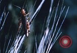 Image of Grasshoppers feeding on crops United States USA, 1951, second 56 stock footage video 65675081012