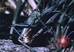 Image of Grasshoppers feeding on crops United States USA, 1951, second 57 stock footage video 65675081012