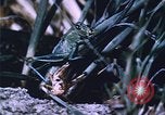 Image of Grasshoppers feeding on crops United States USA, 1951, second 58 stock footage video 65675081012