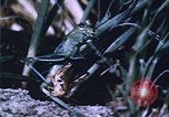 Image of Grasshoppers feeding on crops United States USA, 1951, second 59 stock footage video 65675081012