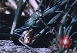 Image of Grasshoppers feeding on crops United States USA, 1951, second 60 stock footage video 65675081012