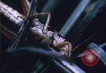 Image of Grasshoppers feeding on crops United States USA, 1951, second 62 stock footage video 65675081012