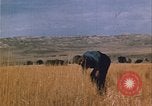 Image of grasshopper lifecycle and best conditions United States USA, 1951, second 9 stock footage video 65675081013