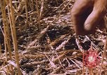 Image of grasshopper lifecycle and best conditions United States USA, 1951, second 10 stock footage video 65675081013