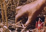 Image of grasshopper lifecycle and best conditions United States USA, 1951, second 11 stock footage video 65675081013