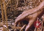 Image of grasshopper lifecycle and best conditions United States USA, 1951, second 12 stock footage video 65675081013