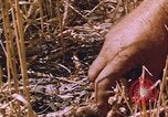 Image of grasshopper lifecycle and best conditions United States USA, 1951, second 13 stock footage video 65675081013