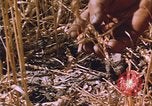 Image of grasshopper lifecycle and best conditions United States USA, 1951, second 14 stock footage video 65675081013