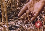 Image of grasshopper lifecycle and best conditions United States USA, 1951, second 15 stock footage video 65675081013
