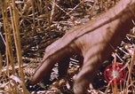 Image of grasshopper lifecycle and best conditions United States USA, 1951, second 16 stock footage video 65675081013
