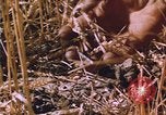 Image of grasshopper lifecycle and best conditions United States USA, 1951, second 17 stock footage video 65675081013