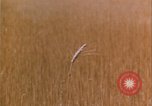 Image of grasshopper lifecycle and best conditions United States USA, 1951, second 22 stock footage video 65675081013