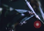 Image of grasshopper lifecycle and best conditions United States USA, 1951, second 24 stock footage video 65675081013