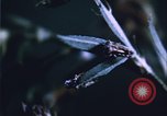 Image of grasshopper lifecycle and best conditions United States USA, 1951, second 25 stock footage video 65675081013