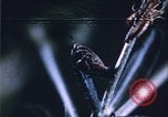 Image of grasshopper lifecycle and best conditions United States USA, 1951, second 26 stock footage video 65675081013