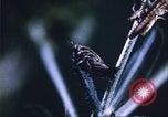Image of grasshopper lifecycle and best conditions United States USA, 1951, second 27 stock footage video 65675081013