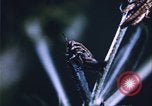 Image of grasshopper lifecycle and best conditions United States USA, 1951, second 28 stock footage video 65675081013