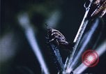 Image of grasshopper lifecycle and best conditions United States USA, 1951, second 29 stock footage video 65675081013