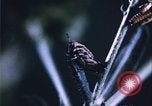 Image of grasshopper lifecycle and best conditions United States USA, 1951, second 30 stock footage video 65675081013
