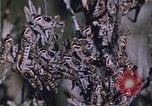 Image of grasshopper lifecycle and best conditions United States USA, 1951, second 31 stock footage video 65675081013