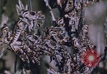 Image of grasshopper lifecycle and best conditions United States USA, 1951, second 32 stock footage video 65675081013