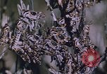 Image of grasshopper lifecycle and best conditions United States USA, 1951, second 33 stock footage video 65675081013
