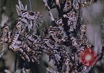 Image of grasshopper lifecycle and best conditions United States USA, 1951, second 34 stock footage video 65675081013