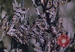 Image of grasshopper lifecycle and best conditions United States USA, 1951, second 35 stock footage video 65675081013