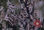 Image of grasshopper lifecycle and best conditions United States USA, 1951, second 36 stock footage video 65675081013