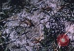 Image of grasshopper lifecycle and best conditions United States USA, 1951, second 37 stock footage video 65675081013