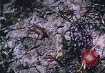 Image of grasshopper lifecycle and best conditions United States USA, 1951, second 38 stock footage video 65675081013