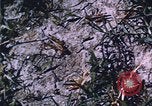 Image of grasshopper lifecycle and best conditions United States USA, 1951, second 39 stock footage video 65675081013