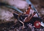 Image of grasshopper lifecycle and best conditions United States USA, 1951, second 40 stock footage video 65675081013