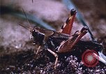 Image of grasshopper lifecycle and best conditions United States USA, 1951, second 41 stock footage video 65675081013