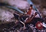 Image of grasshopper lifecycle and best conditions United States USA, 1951, second 42 stock footage video 65675081013