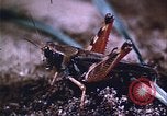Image of grasshopper lifecycle and best conditions United States USA, 1951, second 43 stock footage video 65675081013