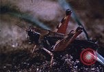 Image of grasshopper lifecycle and best conditions United States USA, 1951, second 44 stock footage video 65675081013