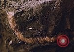Image of grasshopper lifecycle and best conditions United States USA, 1951, second 45 stock footage video 65675081013