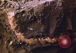 Image of grasshopper lifecycle and best conditions United States USA, 1951, second 46 stock footage video 65675081013