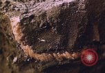 Image of grasshopper lifecycle and best conditions United States USA, 1951, second 47 stock footage video 65675081013