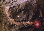 Image of grasshopper lifecycle and best conditions United States USA, 1951, second 48 stock footage video 65675081013