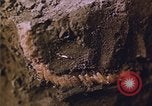 Image of grasshopper lifecycle and best conditions United States USA, 1951, second 50 stock footage video 65675081013