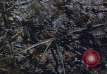 Image of grasshopper lifecycle and best conditions United States USA, 1951, second 51 stock footage video 65675081013
