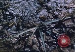 Image of grasshopper lifecycle and best conditions United States USA, 1951, second 52 stock footage video 65675081013