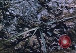 Image of grasshopper lifecycle and best conditions United States USA, 1951, second 53 stock footage video 65675081013