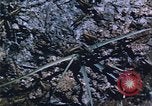 Image of grasshopper lifecycle and best conditions United States USA, 1951, second 54 stock footage video 65675081013