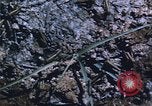 Image of grasshopper lifecycle and best conditions United States USA, 1951, second 60 stock footage video 65675081013