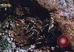 Image of grasshopper lifecycle and best conditions United States USA, 1951, second 61 stock footage video 65675081013